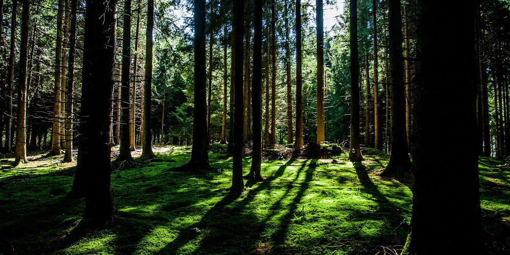 Op 21 maart is het Internationale Dag van het Bos, een gelegenheid om het belang van alle soorten bossen te vieren en onder de aandacht te brengen.