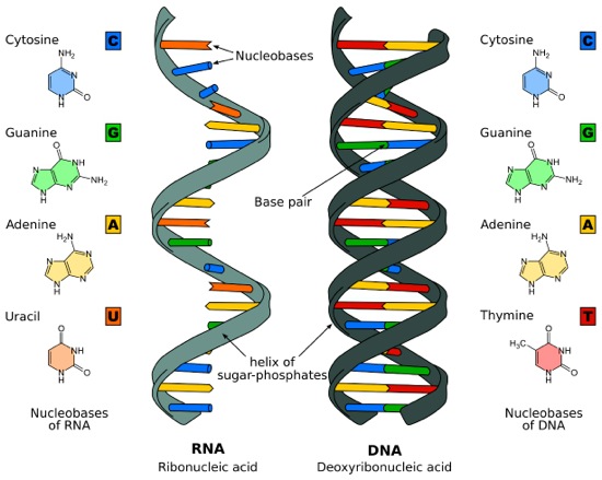 RNA